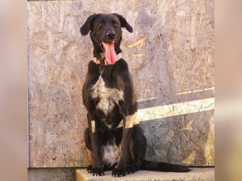 XENA - das verspielte, fröhliche Powerpaket liebt Menschen und Artgenossen!