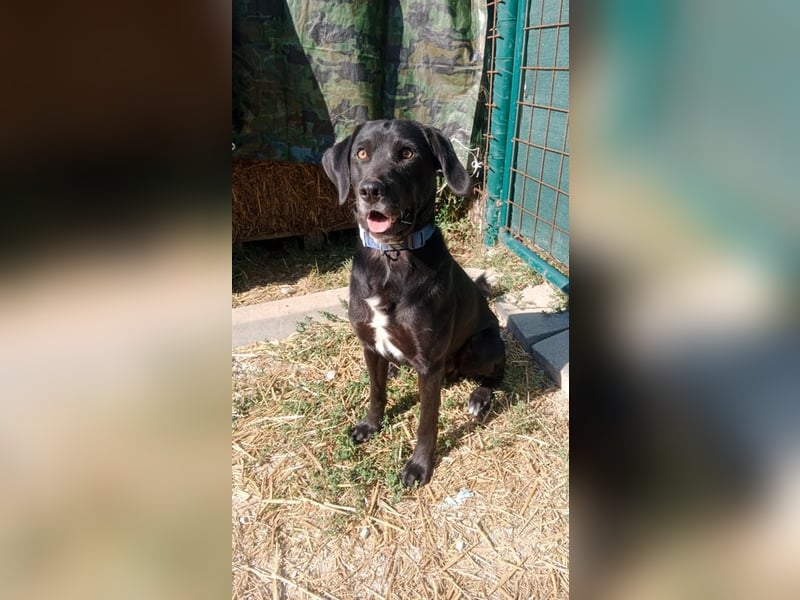 KALLE - der freundliche, verspielte und aktive Rüde sucht eine unternehmungslustige Familie!