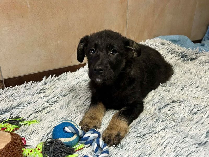 Welpe Chip-Nr. 256294 - der neugierige und aktive kleine Racker freut sich auf ein eigenes Zuhause!