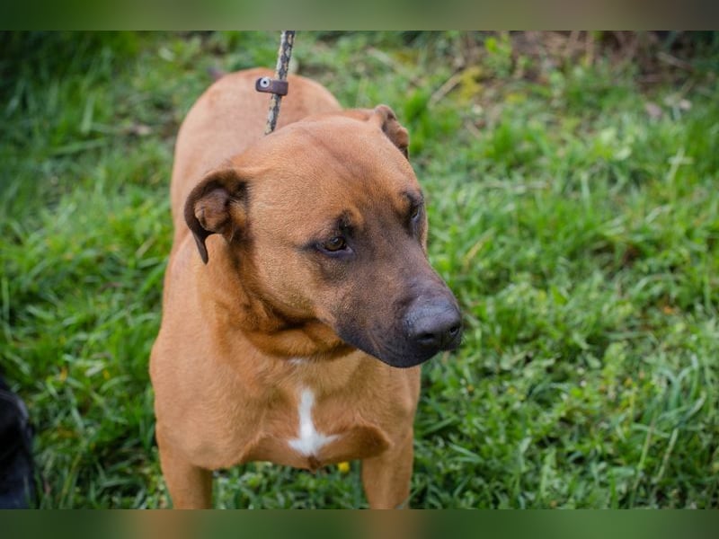 SPIKE II - wer schenkt mir sein Herz und ein tolles Für-Immer Zuhause?