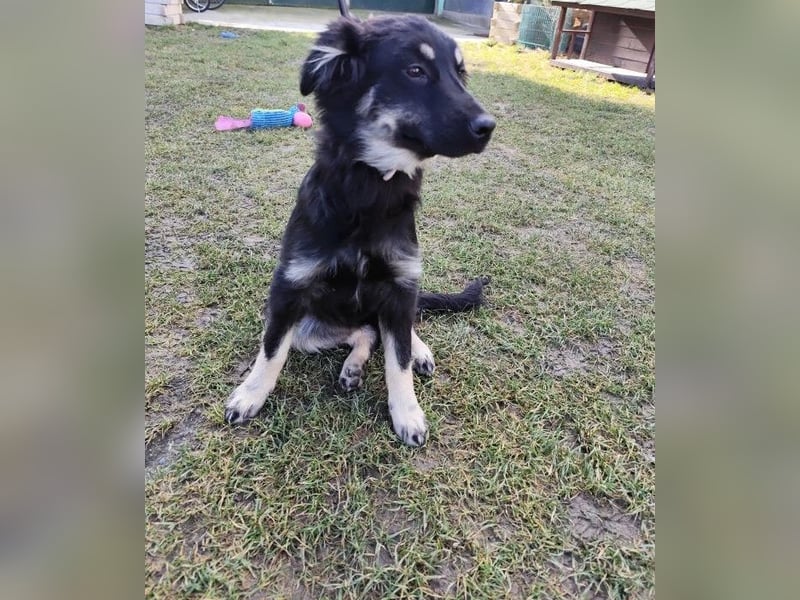 Welpe KORA - kuscheln, lernen, spielen - schenkst du mir ein Für-Immer Zuhause?