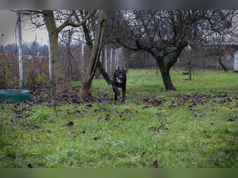 HEIKO - ich freue mich auf ein tolles Leben in einer lieben Familie!