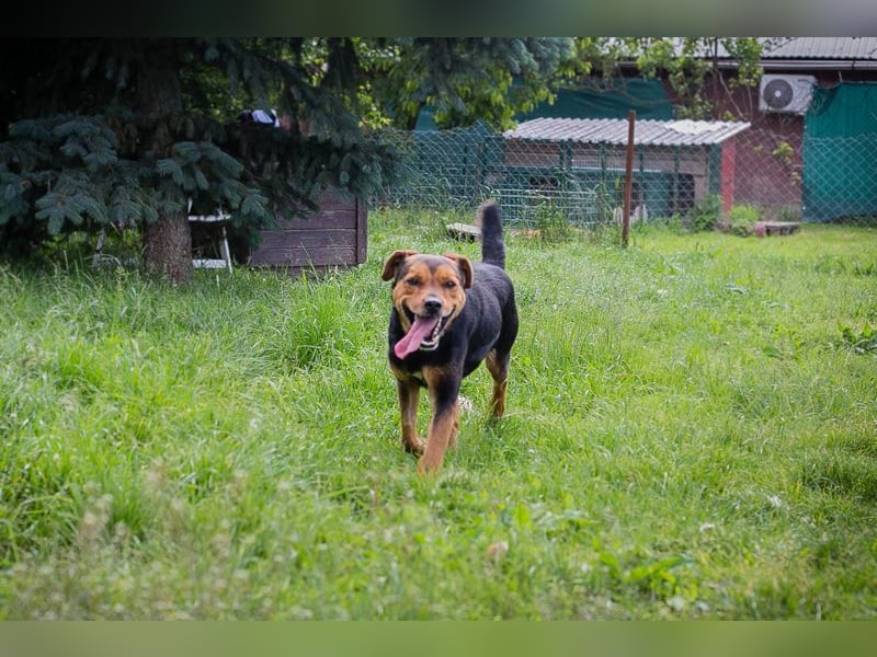 MIKI - der neugierige und brave Junge sucht ein liebevolles Zuhause!