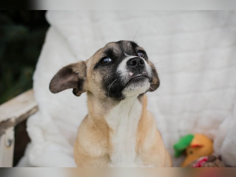 Welpe MAIKE - die aufgeschlossene, fröhliche kleine Maus freut sich auf ihre eigene Familie!