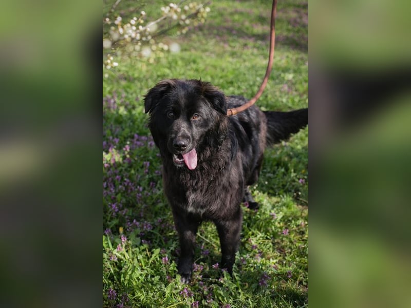 Chip-Nr. 270037 - ich wünsche mir eine Familie die mich liebt und mich nie mehr alleine lässt