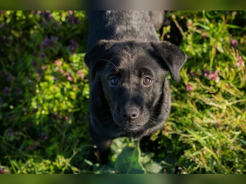 Welpe Chip-Nr. 267753 - wer schenkt mir sein Herz und ein Für-Immer Zuhause?