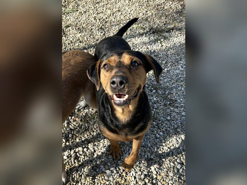 CHICO - rennen, toben, spielen, lernen... ich suche ein Zuhause bei unternehmungslustigen Menschen!