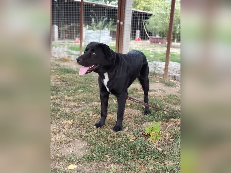 HARIBO - wer zeigt dem tollen Typ, wie schön ein Hundeleben sein kann?