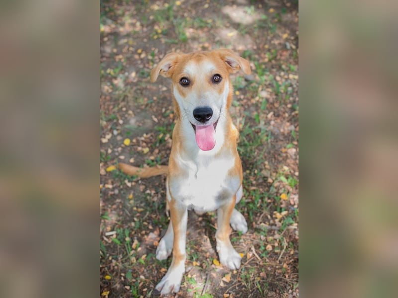 SVEN - wer schenkt mir ein Zuhause und zeigt mir die Welt?