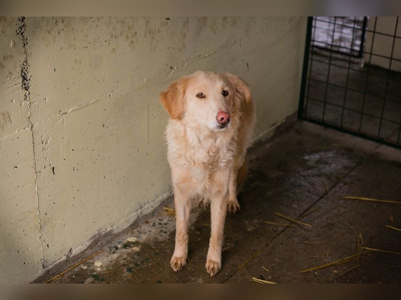 SUNNY - die süße Hündin ist noch ängstlich, daher sucht sie ein Zuhause bei geduldigen Menschen
