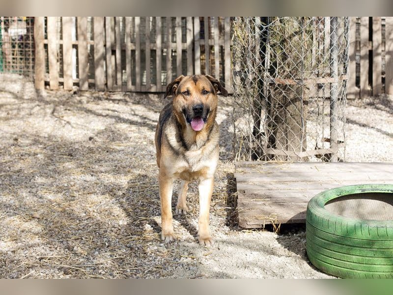 AMIRO - wer zeigt dem hübschen, kräftigen Jungen wie ein tolles Hundeleben aussieht?