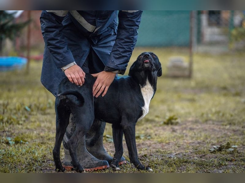 LARRY - der aktive + soziale Rüde sucht eine hundeerfahrene Familie, die ihn ordentlich beschäftigt