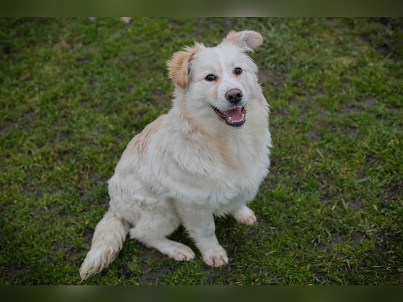 Welpe BODO - ich freue mich auf ein spannendes Leben mit meinen Menschen!