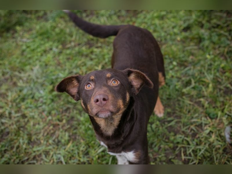 FREYA - zeigst du mir, wie ein liebevolles und glückliches Hundeleben aussieht?