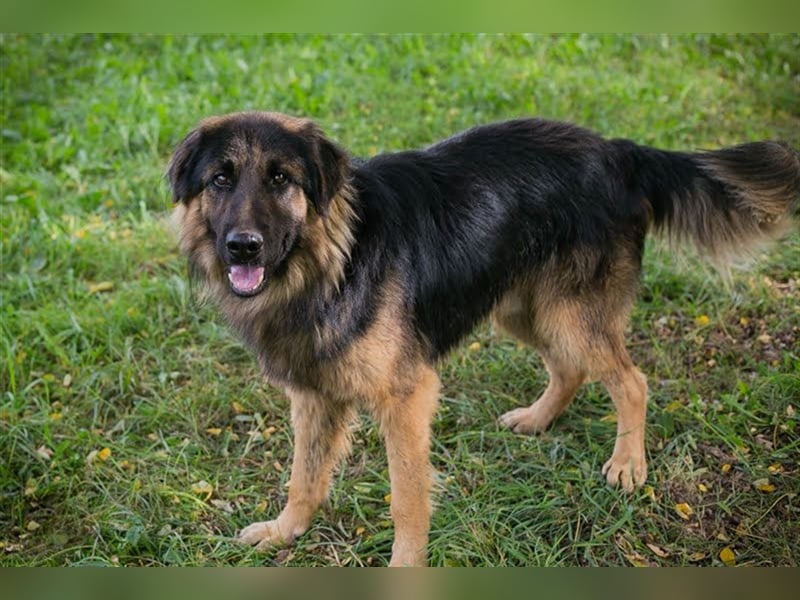 ERWIN - freundlicher und verspielter Rüde sucht Familienanschluss