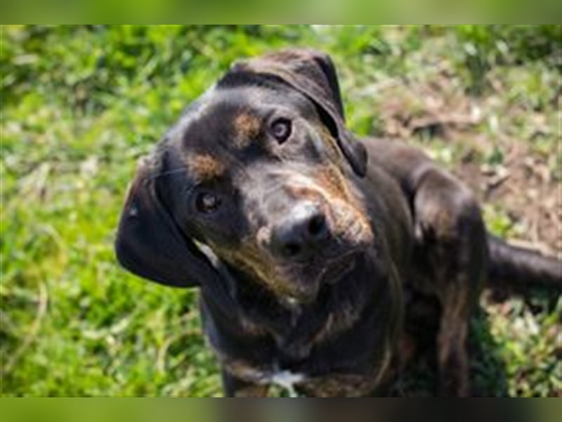 Chip-Nr. 181477 - das hübsche Hundemädchen sucht Menschen, die mit ihr kuscheln und lernen