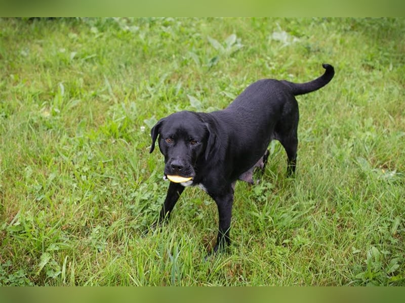 VICKI - wer erfüllt der aktiven, verspielten Hündin den Traum von einer eigenen Familie?