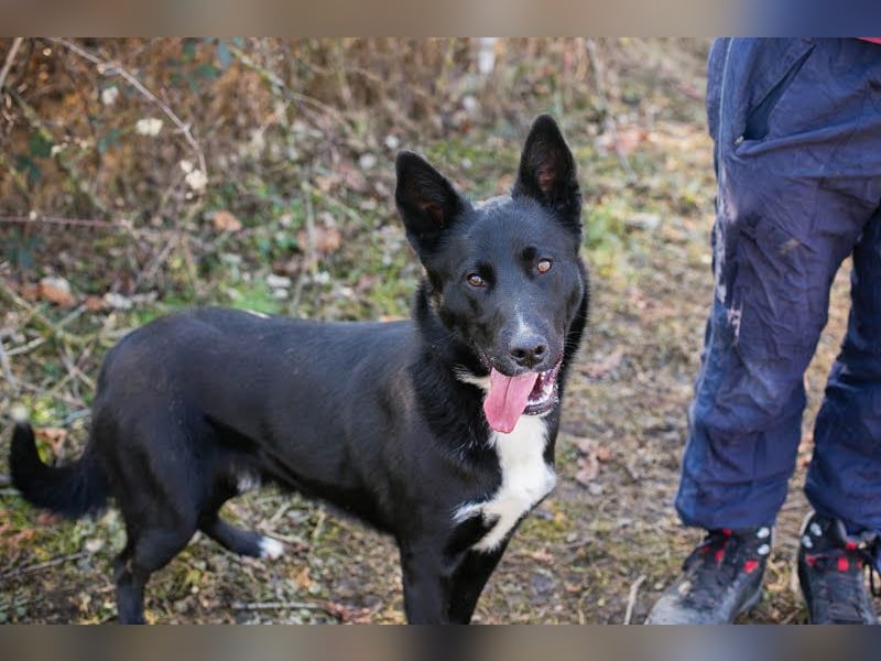 MIRAN - der aktive, zugängliche Rüde sucht eine hundeerfahrene, unternehmungslustige Familie!