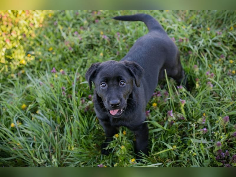 Welpe Chip-Nr. 267753 - wer schenkt mir sein Herz und ein Für-Immer Zuhause?