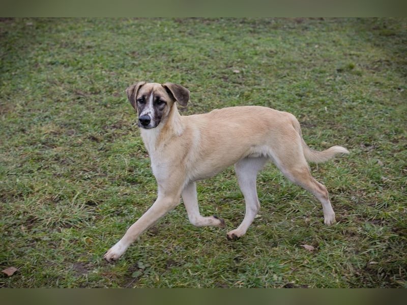 GUNTER - der süße Junghund freut sich auf tolle Abenteuer mit seinen Menschen!