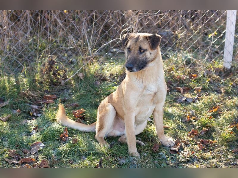 BOFUR - ich bin menschenbezogen, aktiv, leinenführig und suche eine unternehmungslustige Familie