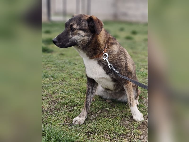 LUCY - die liebe und freundliche Hündin sucht eine unternehmungslustige Familie!