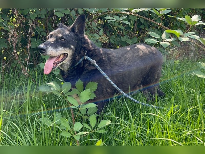 MIKY - Wer möchte mit dem lieben Senior das Leben teilen?