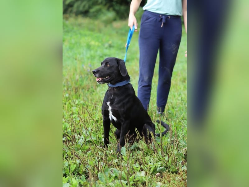 KALLE - der freundliche, verspielte und aktive Rüde sucht eine unternehmungslustige Familie!