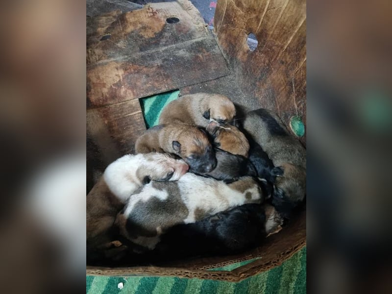 Welpe Chip-Nr. 273268 - welche liebe Familie zeigt mir, wie schön ein Hundeleben sein kann?