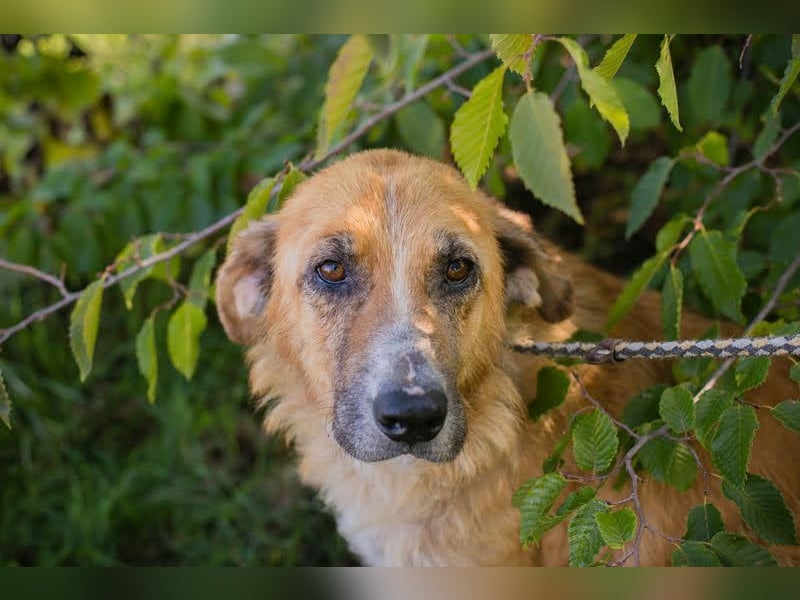 MANUEL - der liebe, brave Senior möchte so gerne noch Geborgenheit im eigenen Zuhause kennenlernen..
