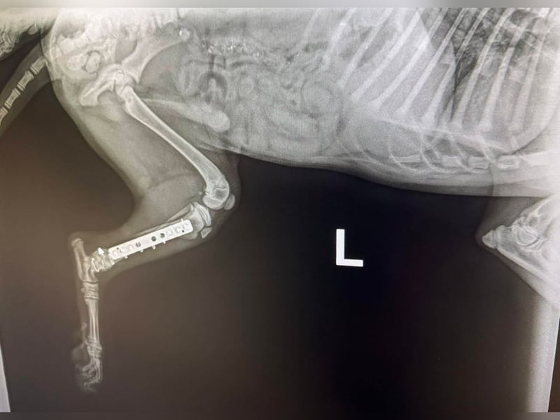 Welpe HUBSI - der fröhliche und lebhafte kleine Junge sucht eine unternehmungslustige Familie!