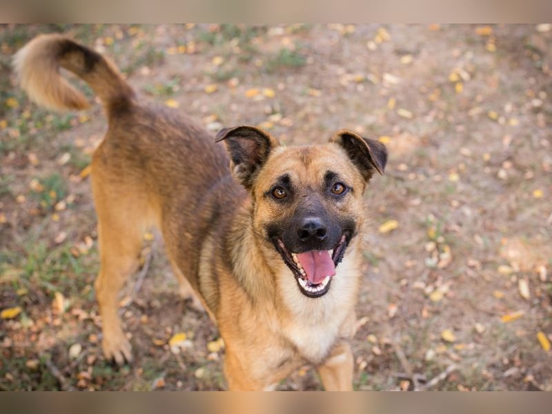 MIRO - der freundliche + aufgeschlossene Rüde träumt von einem eigenen Zuhause