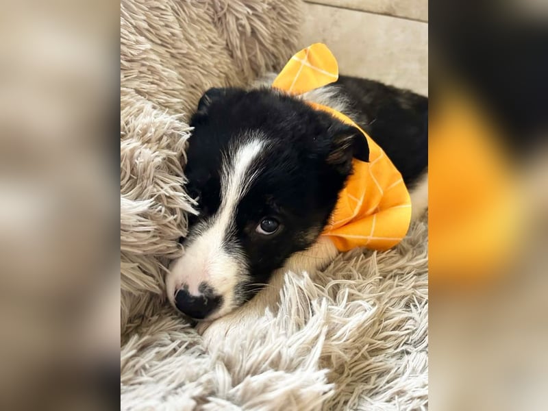 Welpe MILA - kuscheln, lernen, spielen - wer schenkt mir ein tolles Für-Immer Zuhause?