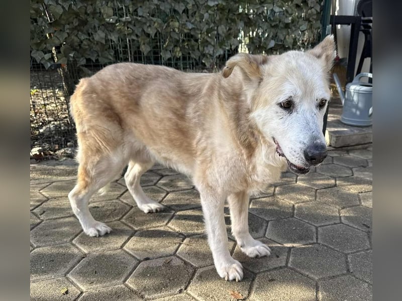 NOBBY - der herzensgute Senior wünscht sich noch ein liebes Zuhause und ein warmes Körbchen...