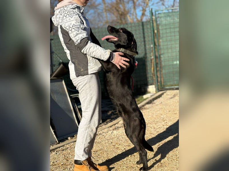 MOWGLI - das Powerpaket sucht eine aktive Familie mit Hundeerfahrung