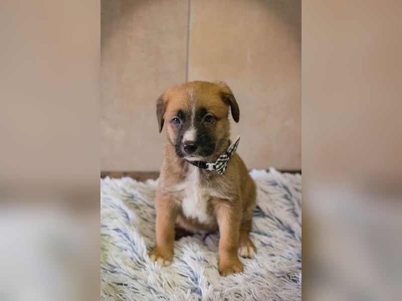 Welpe Chip-Nr. 256861 - ich suche einen Namen und am besten auch gleich ein eigenes Zuhause!