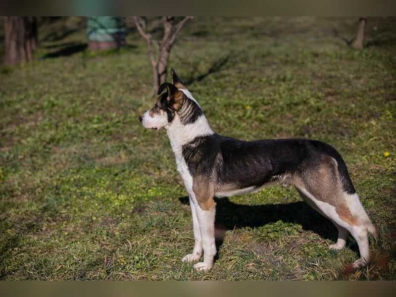 JIM - der neugierige, aktive und junge Rüde freut sich auf tolle Abenteuer mit seinen Menschen