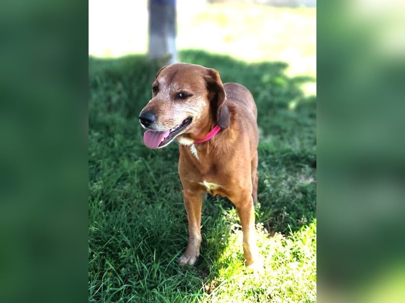 TOBI - der menschenbezogene Rüde ist im Tierheim sehr traurig und sucht ein liebes Zuhause...
