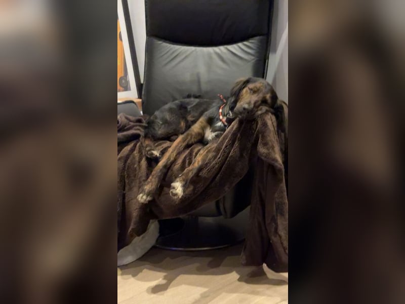 AKKI - das liebe, stürmische Kuschelmonster sucht eine unternehmungslustige, konsequente Familie