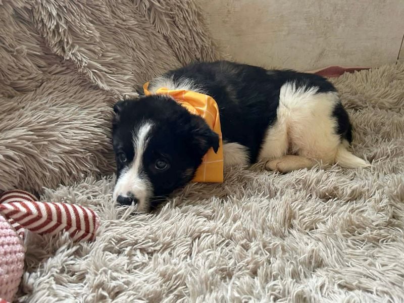 Welpe MILA - kuscheln, lernen, spielen - wer schenkt mir ein tolles Für-Immer Zuhause?