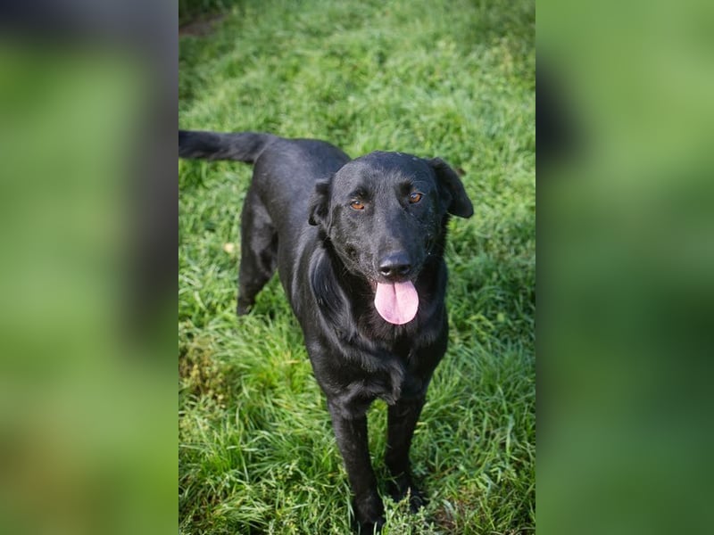 INGMAR - der brave, menschenbezogene und lernwillige Rüde sucht seine Menschen