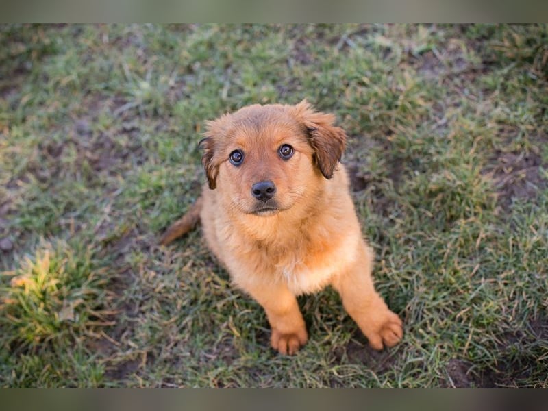 Welpe MILLA - ich bringe eine große Portion Leben und Frohsinn in dein Zuhause!