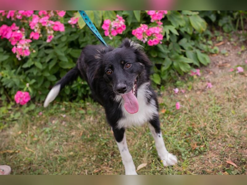 TESSA - die süße Maus sucht ein liebevolles Für-Immer Zuhause!