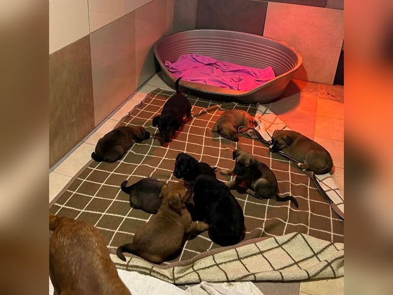 Welpe Chip-Nr. 256803 - ich träume davon, ein geliebtes Familienmitglied zu sein...