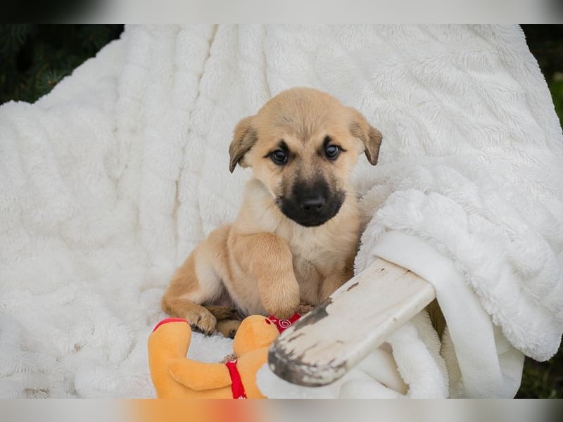 Welpe ELVIS - spielen, kuscheln, lernen... wer schenkt mir ein liebevolles Zuhause?