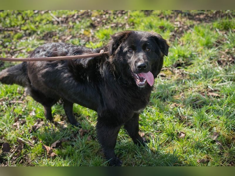 Chip-Nr. 270037 - ich wünsche mir eine Familie die mich liebt und mich nie mehr alleine lässt