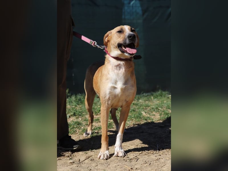 ROXY - die ausgeglichene, gesellige Hündin möchte DEIN Herz erobern!