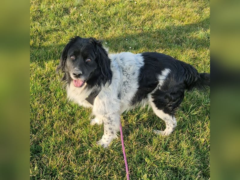 CRNI - der neugierige und aktive Rüde sucht eine unternehmungslustige Familie!