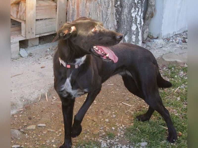 XENA - das verspielte, fröhliche Powerpaket liebt Menschen und Artgenossen!