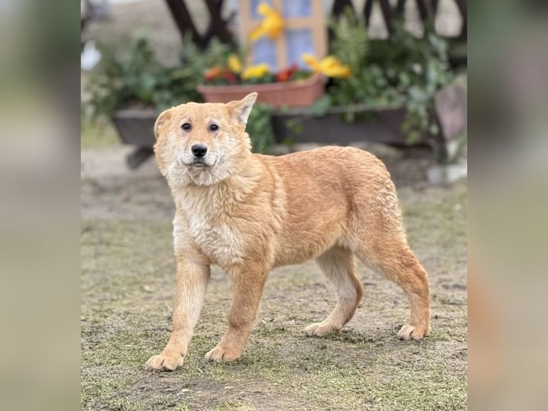 Internes Zuordnungsmerkmal 14L - das liebe, hübsche und dankbare Mädchen träumt von einem Zuhause!